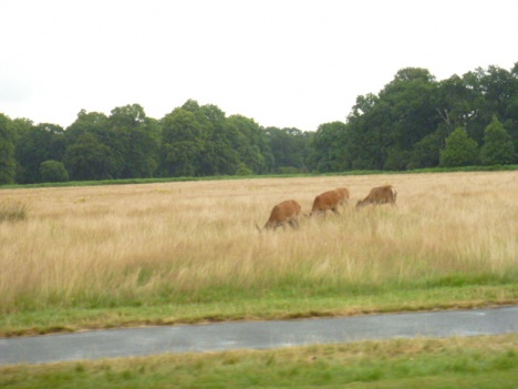 Richmond Park